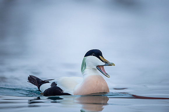 Common Eider / Edredon