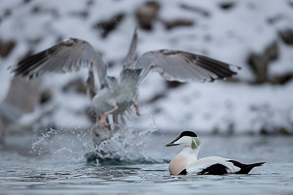 Common Eider / Edredon