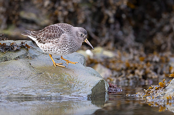 Purple sandpiper / Biegus morski