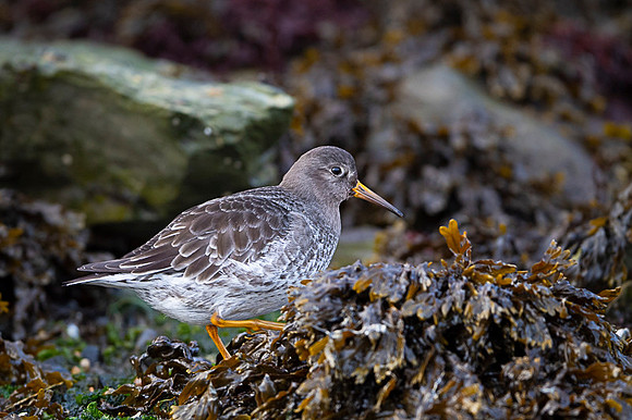Purple sandpiper / Biegus morski