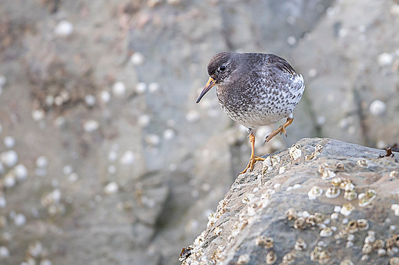 Purple sandpiper / Biegus morski