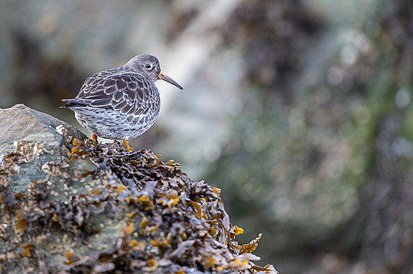 Purple sandpiper / Biegus morski
