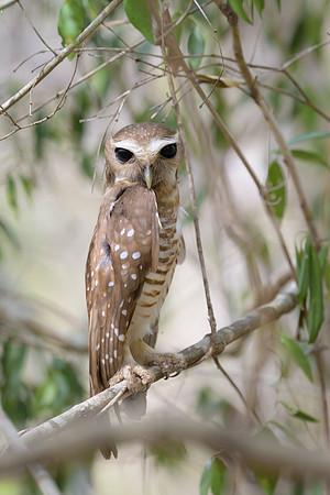 White browed owl