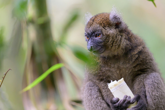 Greater bamboo lemur