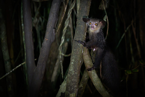 Aye-Aye