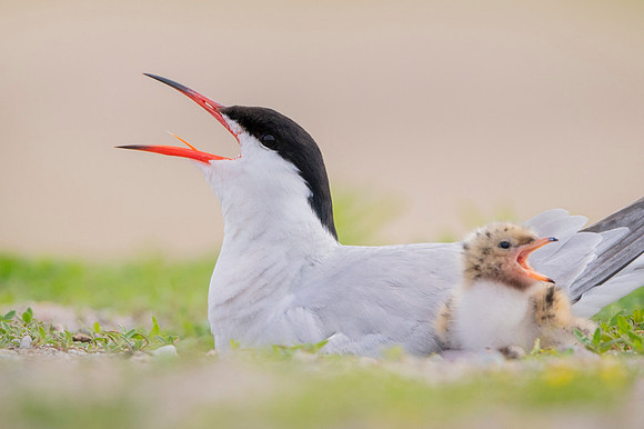 Common Tern / Rybitwa rzeczna