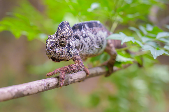 Malagasy giant chameleon