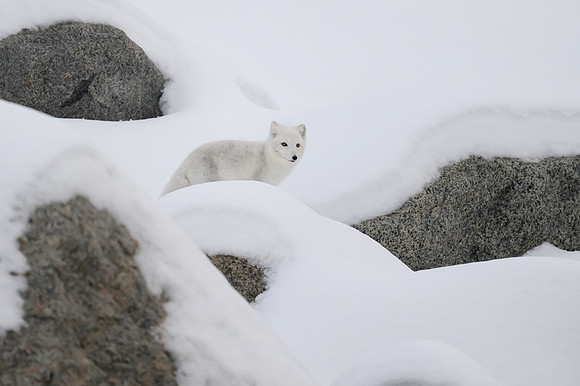 Arctic fox White