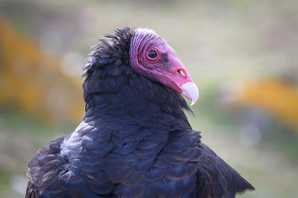 Turkey Vulture