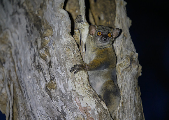 Coquerels giant mouse lemur