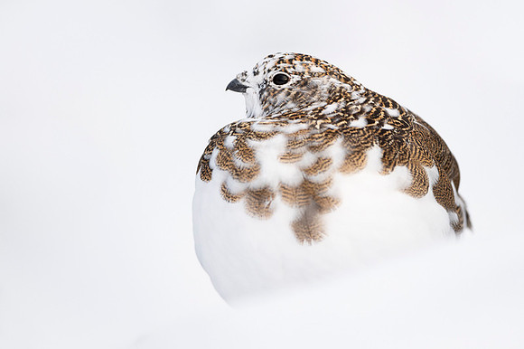 Rock Ptarmigan  Pardwa górska
