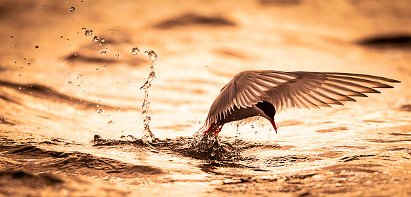 Arctic tern  Rybitwa arktyczna