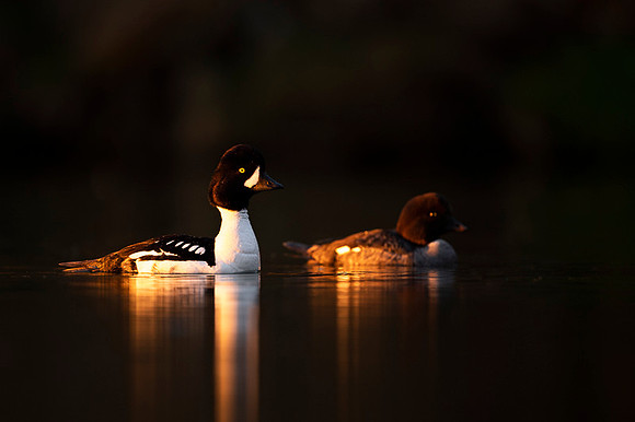 Barrow's goldeneye  Gągoł