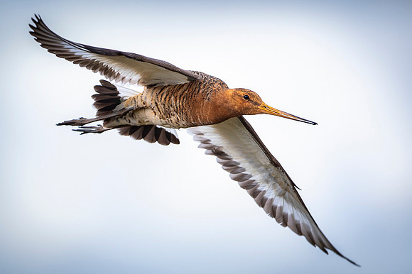 Black-tailed godwit  Rycyk