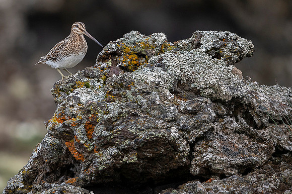 Common snipe  Bekas kszyk