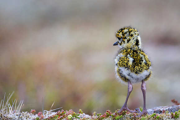 Golden plover  Siewka złota