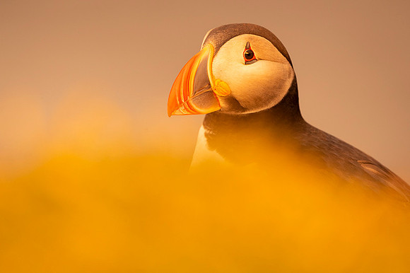 Puffin  Maskonur