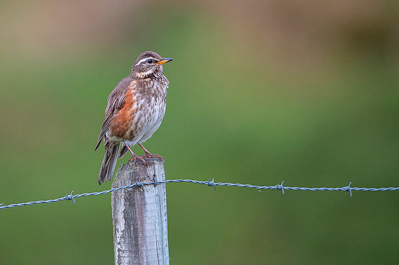 Redwing  Rudzik