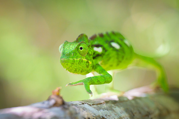 Malagasy chameleon