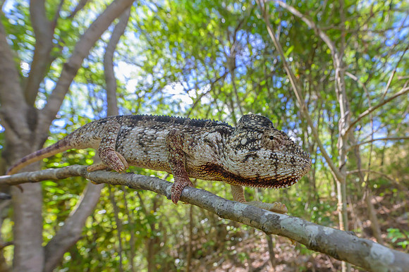 Malagasy giant chameleon