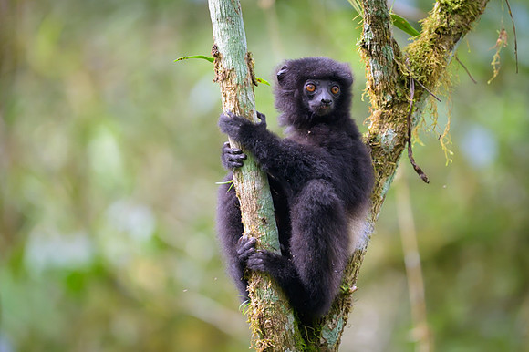 Milne-Edwards's sifaka