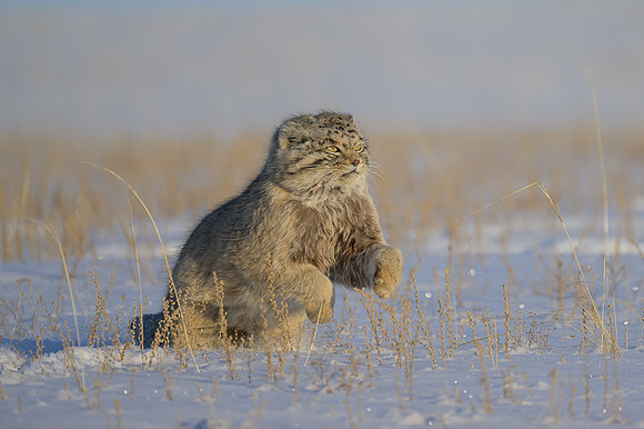 Pallas's cat