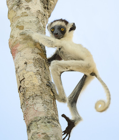 Verreaux's sifaka