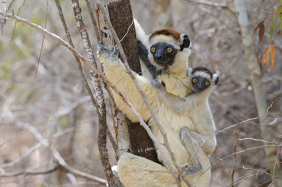 Verreaux's sifaka
