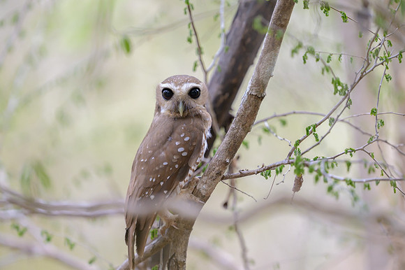 White browed owl