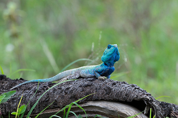 Rock Agama Lizard