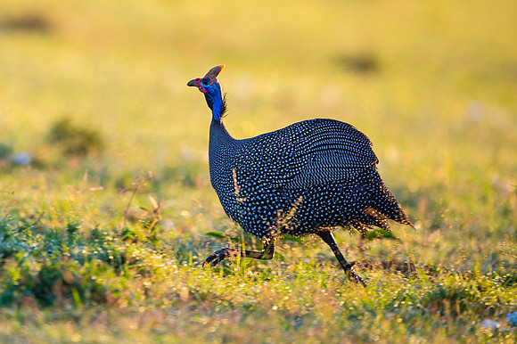 Helmeted Guinea Fowl