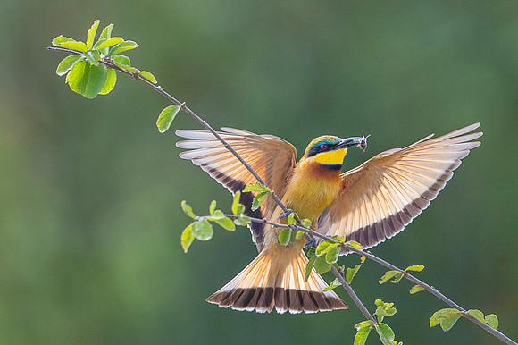 Little Bee Eater