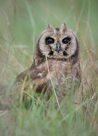 Marsh Owl