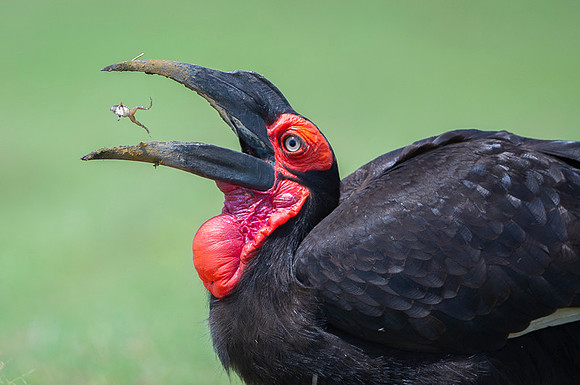 Southern Ground Hornbill