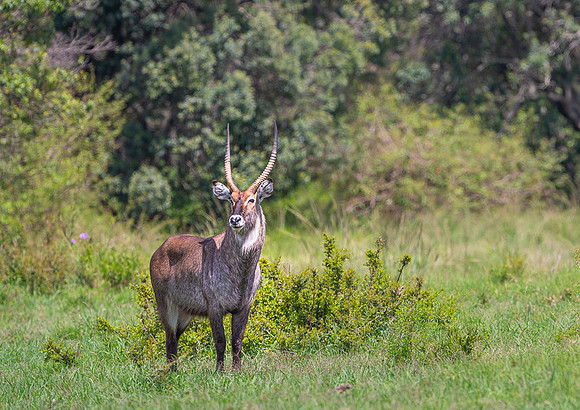 Waterbuck