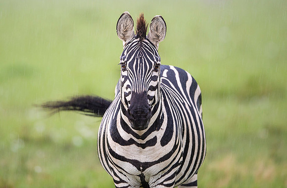 Zebra