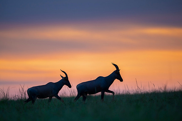 Topi gazelle