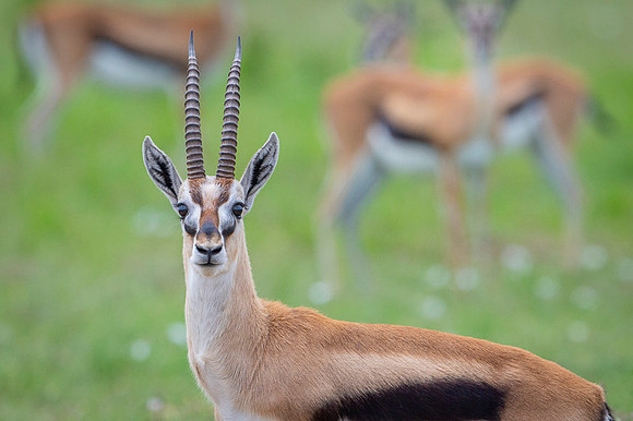 Thomson's Gazelle