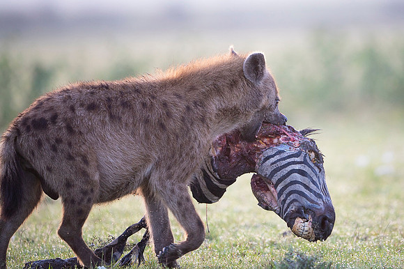 Spotted Hyena