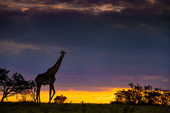 Giraffe