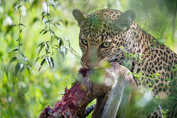 Leopard
