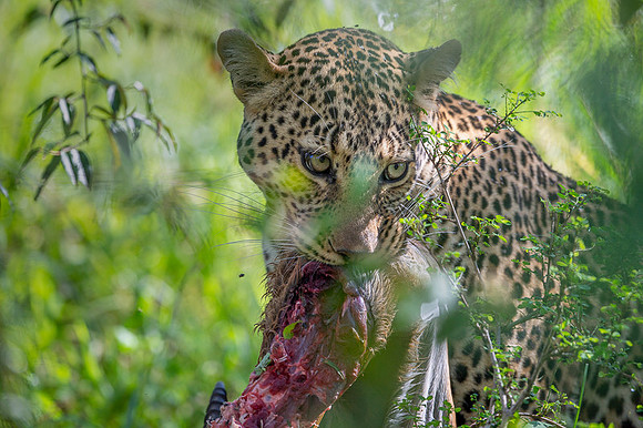 Leopard