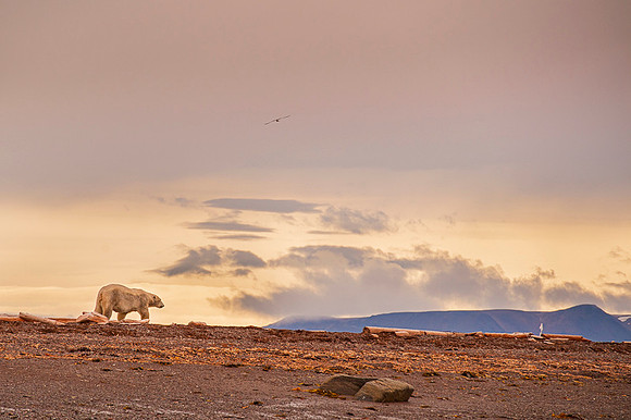 Polar bear