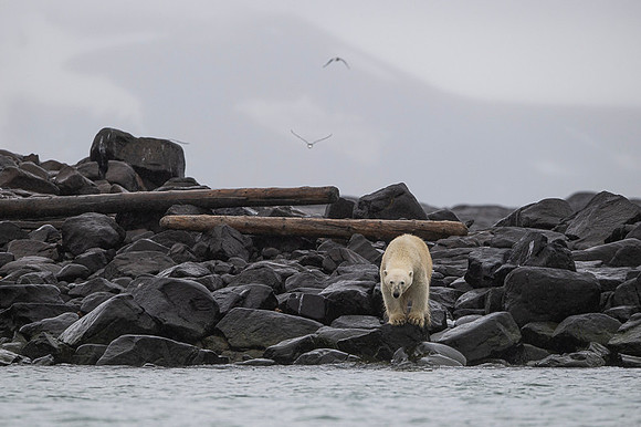 Polar bear