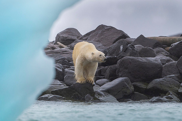 Polar bear