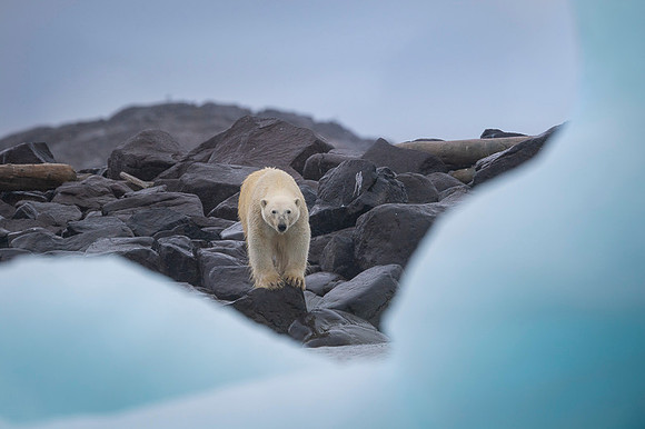 Polar bear