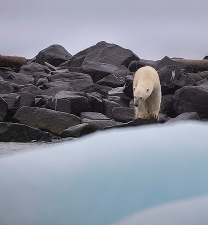 Polar bear