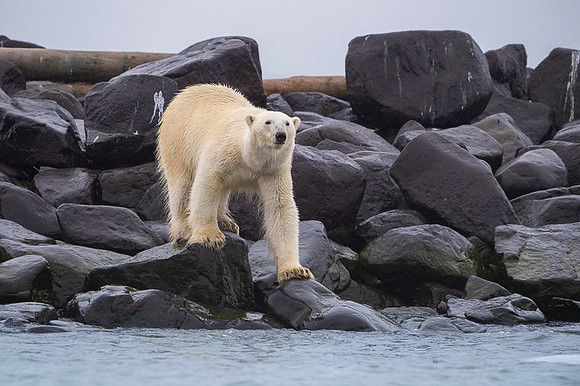 Polar bear