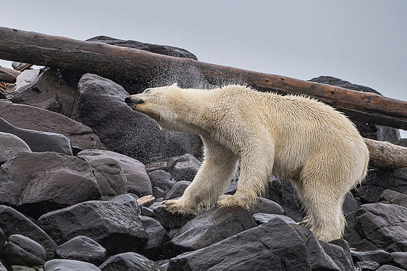 Polar bear