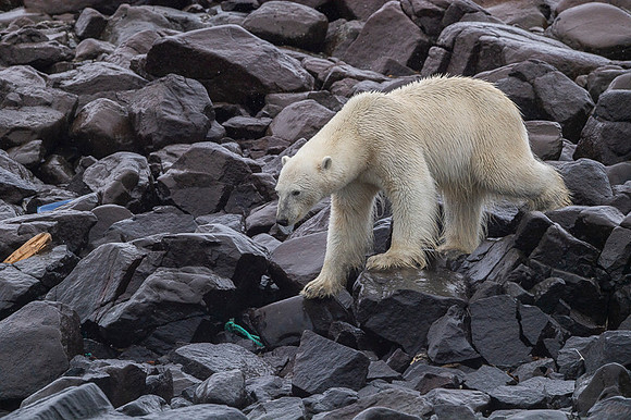 Polar bear